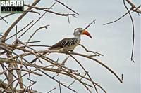 Rdnbbad toko. (Tarangire National Park, Tanzania)