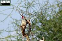 Nubisk spett. (Tarangire National Park, Tanzania)