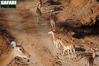 Impalaantiloper. (Tarangire National Park, Tanzania)