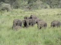Elefanter i bushgr&auml;set i Serengeti.