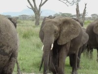 Elefanter i Serengeti.