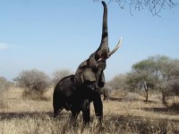 Elefant &auml;ter fr&aring;n tr&auml;d i Tarangire.