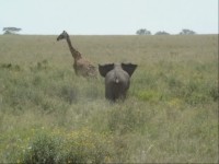 Irriterad elefant i Serengeti.