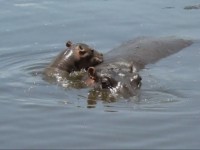 Flodh&auml;star i Retima Hippo Pool i Serengeti.