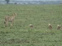 Geparder i Lake Ndutu-omr&aring;det i syd&ouml;stra Serengeti.