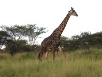 Giraff i Serengeti.