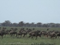 Gnuer i Serengeti.