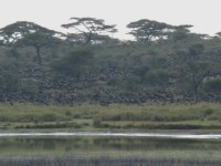 Gnumigration vid Lake Masek i v&auml;stra Ngorongoro Conservation Area.