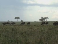 Gnumigration i Serengeti.
