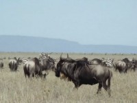 Gnuer och zebror i Serengeti.