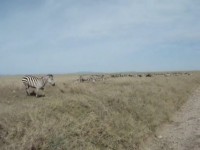 F&auml;rd bland zebror i Serengeti.