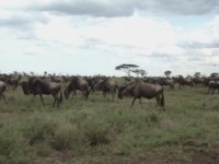 F&auml;rd bland gnuer i Serengeti.