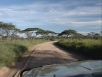 F&auml;rd i Seronera i Serengeti.