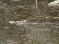 Krokodil i Seronerafloden i Serengeti.