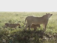 Lejonungar i Serengeti.