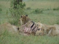 &Auml;tande lejonflock i Masai Mara.