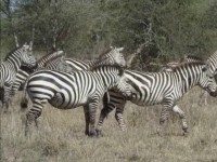 Zebror i Serengeti.