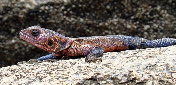 Agama mwanzae (på engelska Mwanza flat-headed agama). 