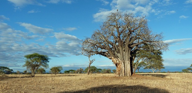 Baobabträd i Tarangire.