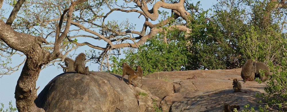 Babianer i Moru Kopjes i Serengeti.