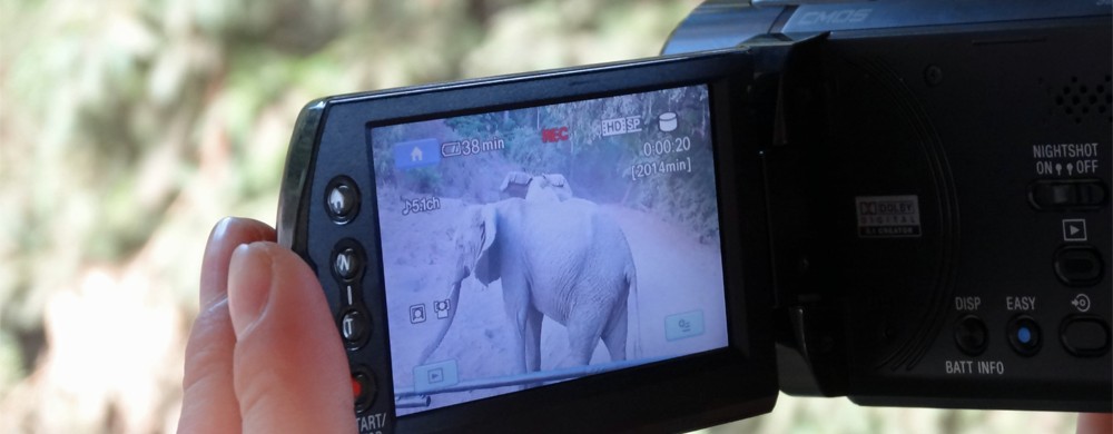 Elefanter i Lake Manyara National Park.