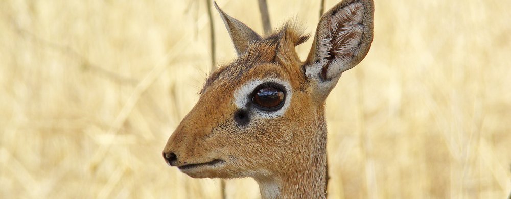 Dik-dik.