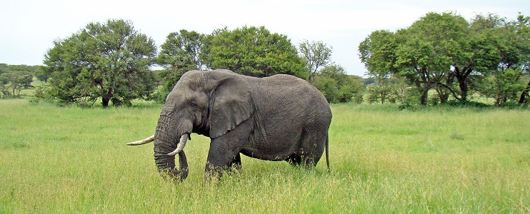 Elefanthane i norra Serengeti. 