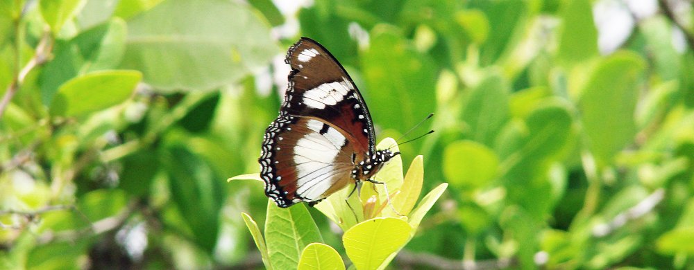 Hypolimnas misippus – Common diadem, Mimic eller Danaid eggfly.