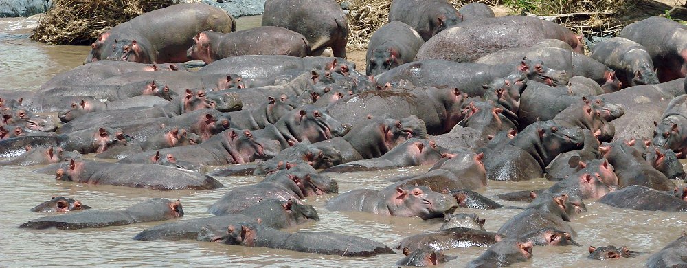 Flodhästar i Serengeti i Tanzania.