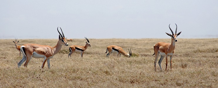 Grants gaseller och Thomsons gaseller i södra Serengeti.