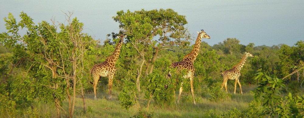 Giraffer i Nyerere.