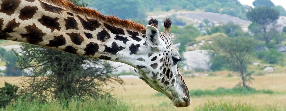 Mörk massajgiraff i Moru Kopjes i Serengeti.