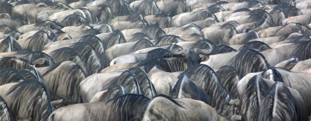 Gnuhjord i Serengeti.