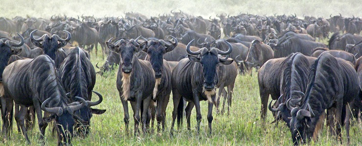 Gnuer i Serengeti.