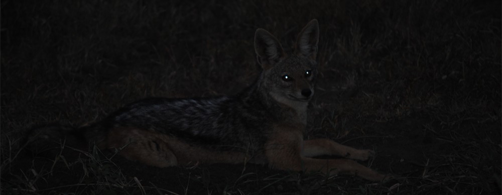 Svartryggad schakal i Serengeti. 