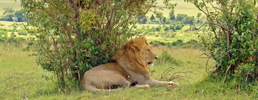 Lejonhane i Masai Mara.