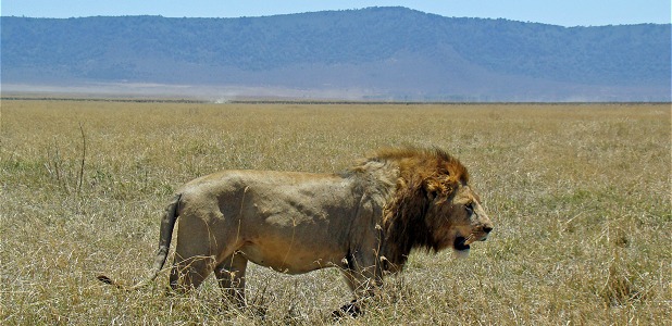 En lejonhane. Kratern är en av världens mest rovdjurstäta platser, med bl a gott om lejon.