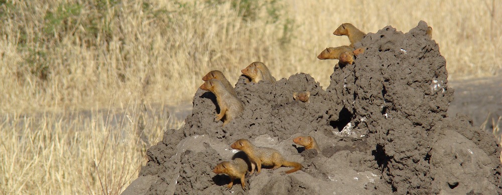 Oroade dvärgmanguster i Tarangire i Tanzania.