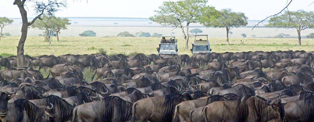 Land Rover, Landcruiser och gnumigration.