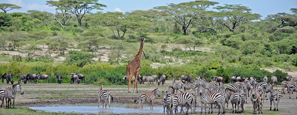 Vattenhål i Lake Ndutu-området i västra Ngorongoro Conservation Area. 