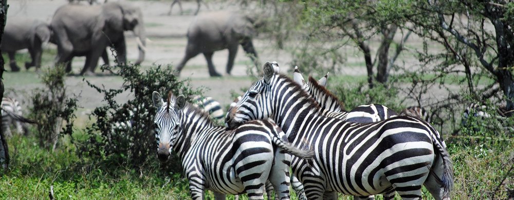 Zebror och elefanter i Lake Ndutu i Tanzania.