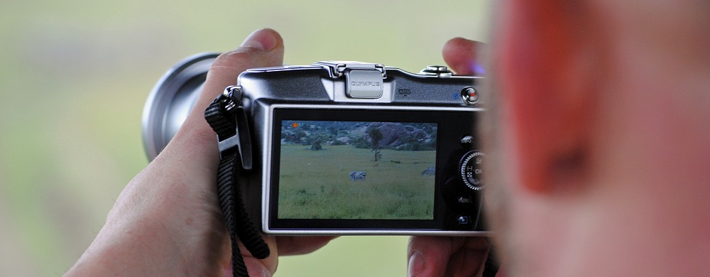 Zebrafotografering.