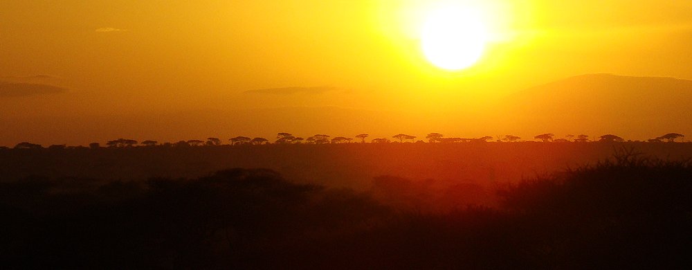 Savannen i centrala Serengeti.