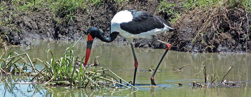 Sadelnäbbstork.