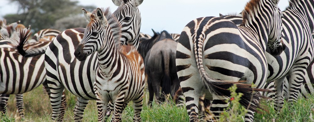 Zebror och gnuer i Serengeti.