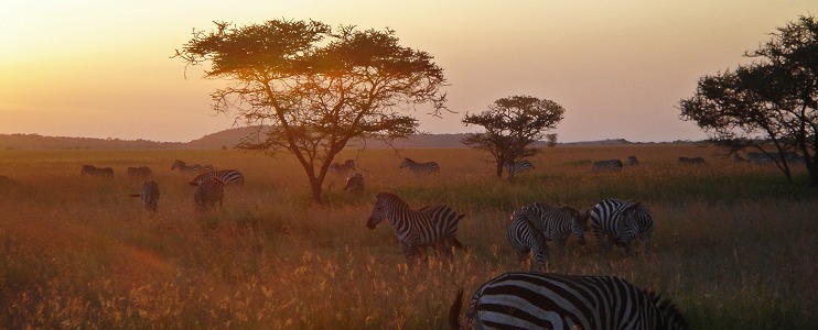 Solnedgång över savannen i Seronera i centrala Serengeti.