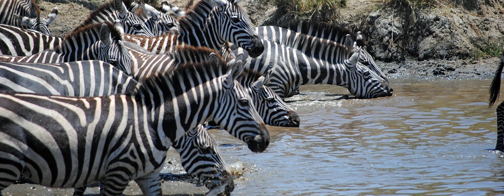 Zebror i Serengeti.