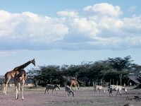 Giraffer och zebror.