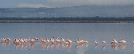 Flamingor i Lake Nakuru.
