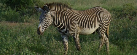 Grevyzebra i Samburu.